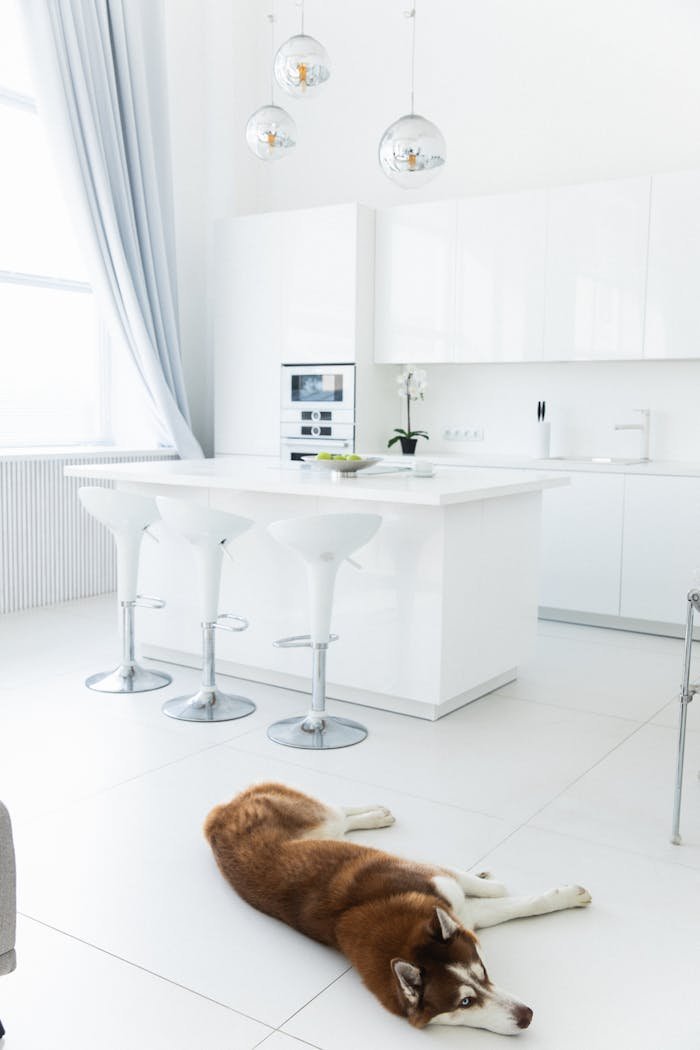 Siberian Husky lying on the floor in a bright, modern kitchen with white decor.